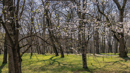 Fototapeta premium Blooming fruit trees in spring on a clear sunny day. Flowers on the branches of a tree in spring. The fragrance of the flowering trees spreads throughout the area.