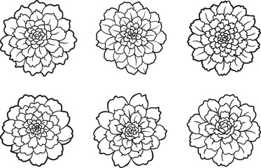 set of marigold flower line art, black outline, vector and illustration, coloring book page line art drawing