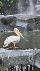 great white pelican