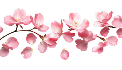 [Transparent Background PNG]Beautiful Pink Flowers on a White Background