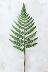 Single green fern leaf with intricate details on a textured neutral background for botanical, nature-inspired, and minimalist design concepts