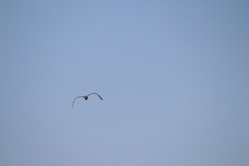 Wild duck in a flight on a blue sky background 