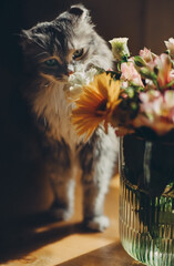 A cat sniffs flowers in a vase