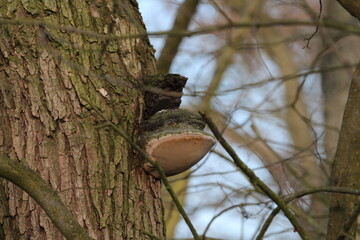 Giant hoof fungus on a tree. Hoof Fungus - Fomes fomentarius. Rich texture of mushroom surface....