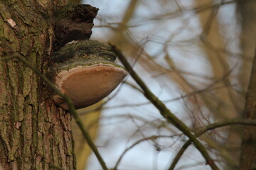 Giant hoof fungus on a tree. Hoof Fungus - Fomes fomentarius. Rich texture of mushroom surface. Macro shot. Parasitic mushroom on a tree