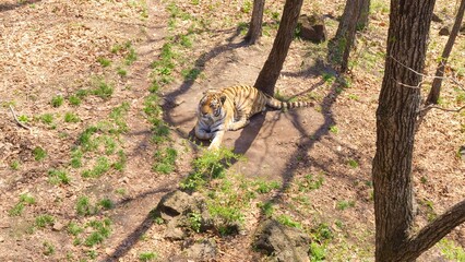 Golden fur patterned with stripes merges into forest shadows Camouflage granted by nature helps...