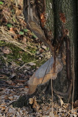 Tree gnawed through by beaver, wood chips around tree stump, illustration of beaver damage. High quality photo 
