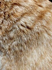 猫 ネコ 毛皮 模様