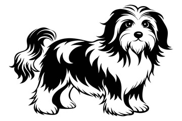 havanese line art silhouette vector illustration