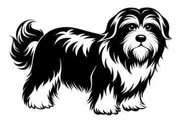 havanese line art silhouette vector illustration