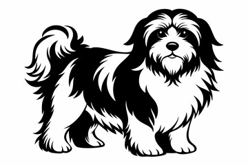 havanese line art silhouette vector illustration