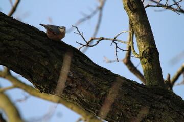 The Eurasian nuthatch (Sitta europaea) searching for a food on a old dead tree. The Eurasian nuthatch or wood nuthatch (Sitta europaea) is a small passerine bird with blue back and orange lower part 
