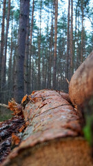 tree stump in forest