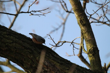 The Eurasian nuthatch (Sitta europaea) searching for a food on a old dead tree. The Eurasian nuthatch or wood nuthatch (Sitta europaea) is a small passerine bird with blue back and orange lower part 
