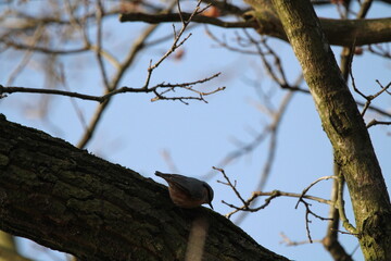 The Eurasian nuthatch (Sitta europaea) searching for a food on a old dead tree. The Eurasian nuthatch or wood nuthatch (Sitta europaea) is a small passerine bird with blue back and orange lower part 
