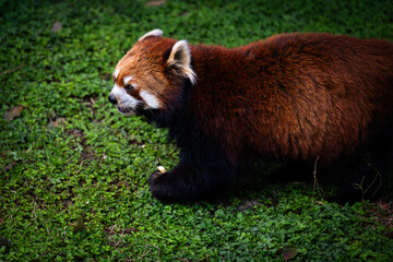 Red panda (Ailurus fulgens) on green grass