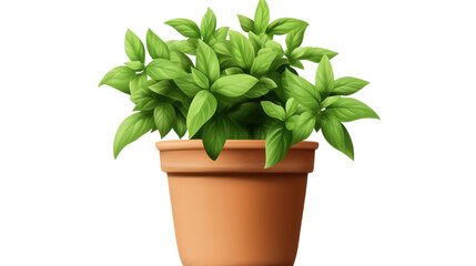 basil plant with fresh green leaves placed in a pot isolated on transparent background