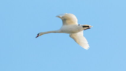 seagull on blue sky
