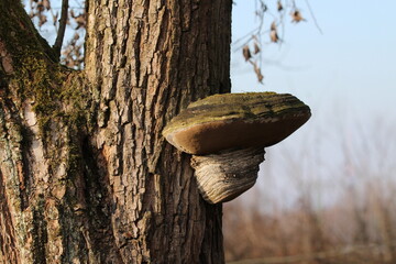 Giant hoof fungus on a tree. Hoof Fungus - Fomes fomentarius. Rich texture of mushroom surface. Macro shot. Parasitic mushroom on a tree