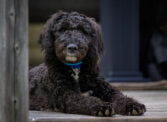 Black scruffy looking dog looking at camera
