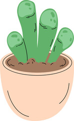 succulent in flowerpot