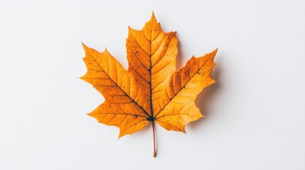 Fototapeta premium A Vibrant Orange Leaf Displays Delicate Details Against White Background