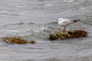 Young juvenile Black-headed gull 