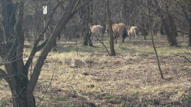 Przewalski's wild horses eating dry grass at Chernobyl zone of alienation