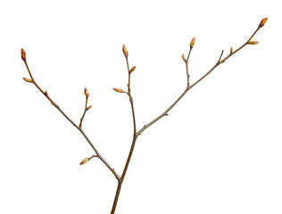 Tree brunch in spring