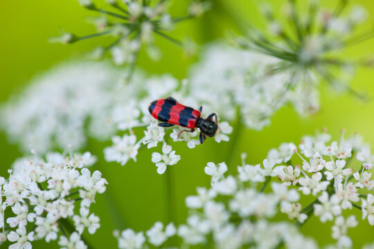 Red and black beetle on white blossom