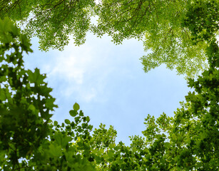 Natural frame of trees over blue sky