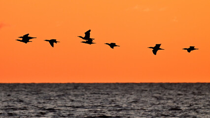 Klucz ptaków nad morzem o świcie © Grzegorz