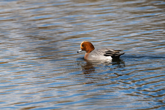 Male Wigeon, Mareca penelope, awmming on a lake.