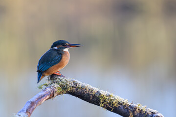 Female Kingfisher, Alcedo athis, perched on a branch