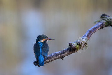 Female Kingfisher, Alcedo athis, perched on a branch