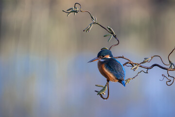 Female Kingfisher, Alcedo athis, perched on a branch