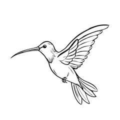 Obraz premium Hummingbird Line Art – Black and White Bird Illustration