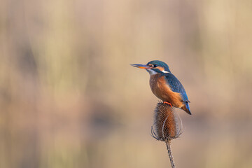 Female Kingfisher, Alcedo athis, perched on a branch