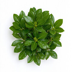 Fototapeta premium Beautiful plant with rich green foliage captured in realistic photography providing ample copy space for text or graphic design use in nature, gardening, or eco-friendly projects