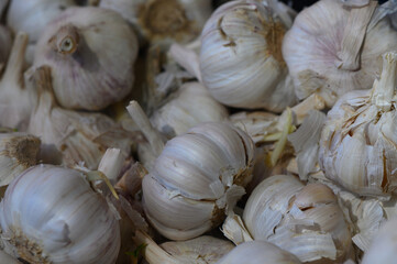 Fresh garlic bulbs piled together showcasing their unique textures and shapes in a rustic kitchen setting