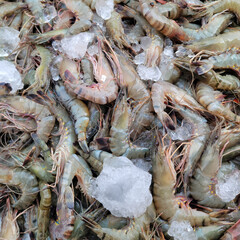 Shrimp. Fresh raw shrimps at the market for sell. Heap of prawns with top view. Shrimp pattern, prawn texture.