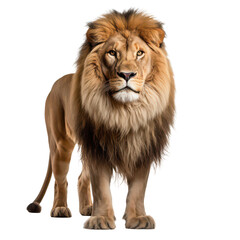 Obraz premium Lion isolated on transparent background