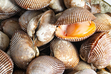 Scapharca subcrenata refers to the same ark clam as Anadara kagoshimensis. It can be found in shallow water in temperate parts of the west Pacific Ocean and is cultivated in China, Japan, and Korea 
