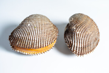 Scapharca subcrenata refers to the same ark clam as Anadara kagoshimensis. It can be found in shallow water in temperate parts of the west Pacific Ocean and is cultivated in China, Japan, and Korea 