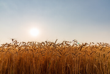 Fototapeta premium Ears of golden barley in barley field with natural sunset background, ripening ears of wheat field for rich harvest concept.