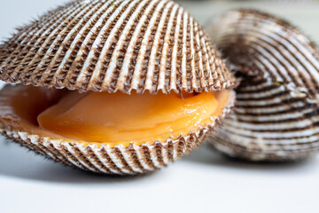 Scapharca subcrenata refers to the same ark clam as Anadara kagoshimensis. It can be found in shallow water in temperate parts of the west Pacific Ocean and is cultivated in China, Japan, and Korea 