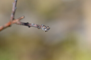 Smoke tree branch with buds
