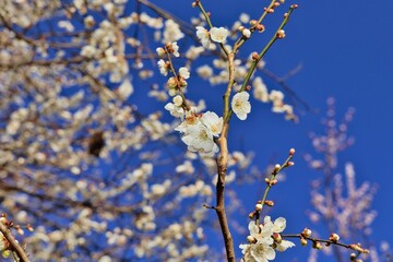 白いの梅の花