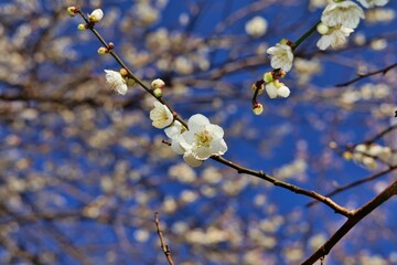 白いの梅の花