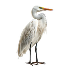 Fototapeta premium white heron isolated on transparent background